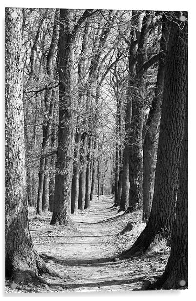 Woodland path Acrylic by Kerry Murray