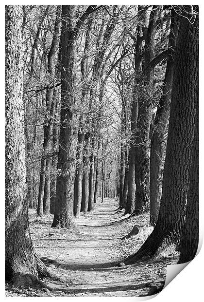 Woodland path Print by Kerry Murray