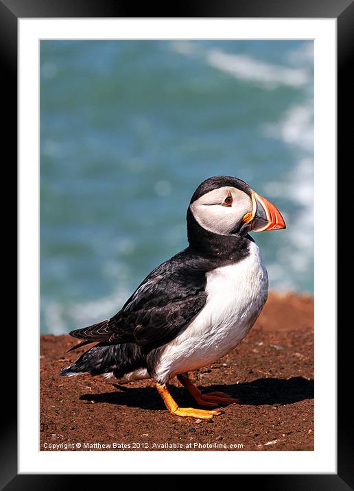 Puffin Framed Mounted Print by Matthew Bates