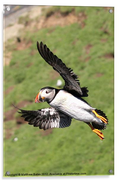 Puffin in Flight Acrylic by Matthew Bates