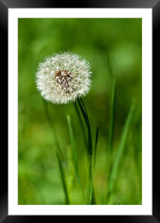 Dandilion clock Framed Mounted Print by Kerry Murray