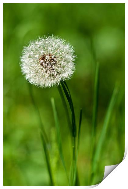 Dandilion clock Print by Kerry Murray