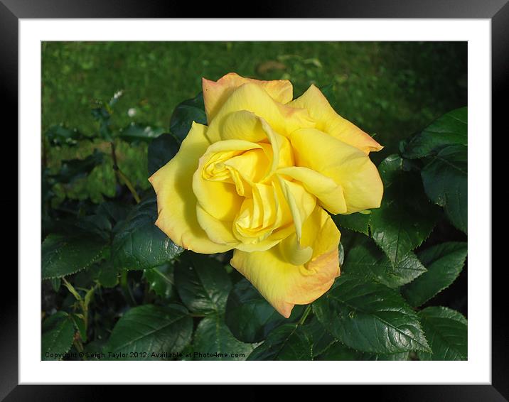 Stand Alone Rose Framed Mounted Print by Leigh Taylor