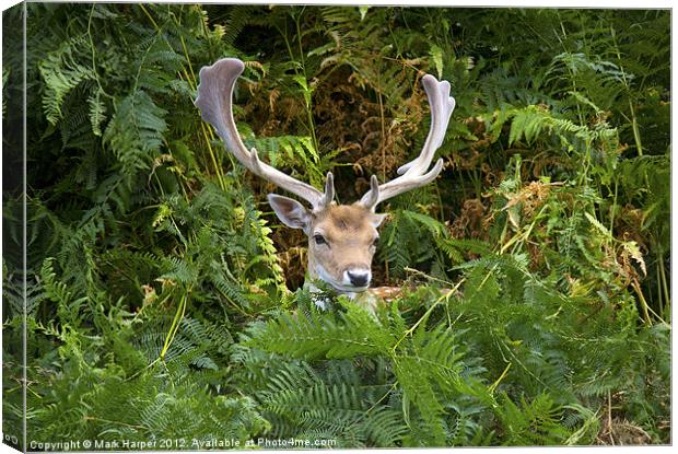 Fallow Deer in the fern. Canvas Print by Mark Harper