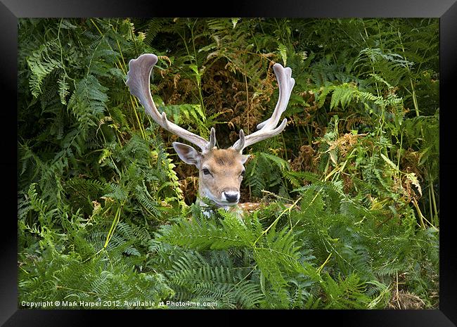 Fallow Deer in the fern. Framed Print by Mark Harper