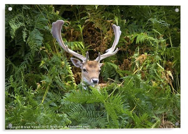 Fallow Deer in the fern. Acrylic by Mark Harper