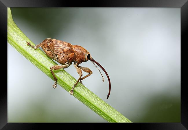 out on a limb Framed Print by mark pettican