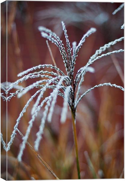 A touch of frost Canvas Print by Kerry Murray