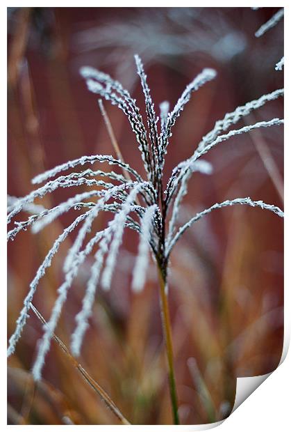 A touch of frost Print by Kerry Murray
