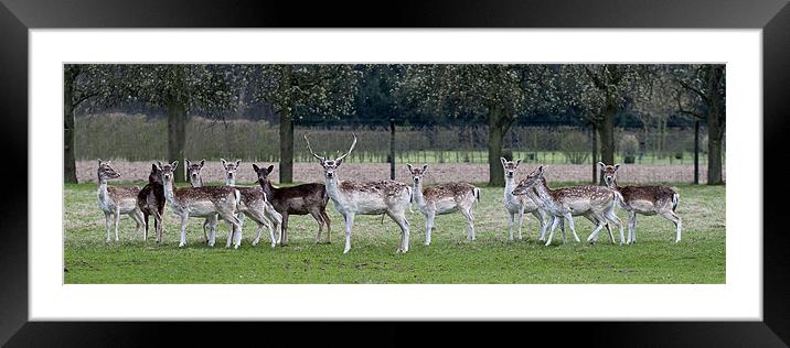Deer Framed Mounted Print by Kerry Murray