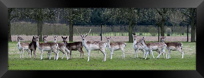 Deer Framed Print by Kerry Murray