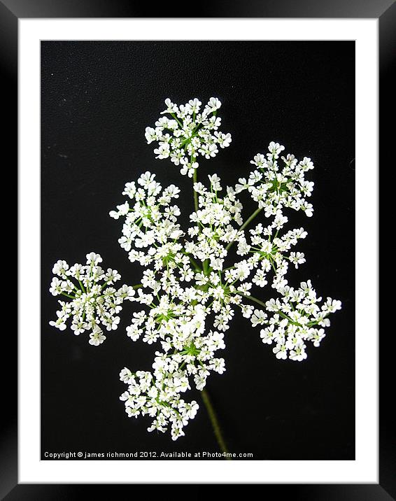 White Flower Umbels- 1 Framed Mounted Print by james richmond