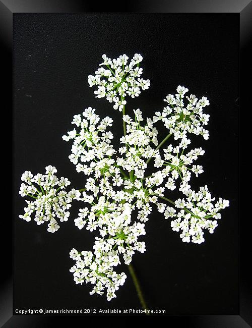 White Flower Umbels- 1 Framed Print by james richmond