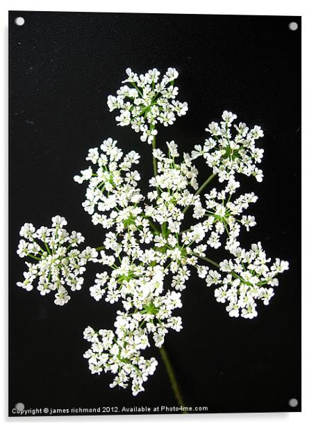 White Flower Umbels- 1 Acrylic by james richmond