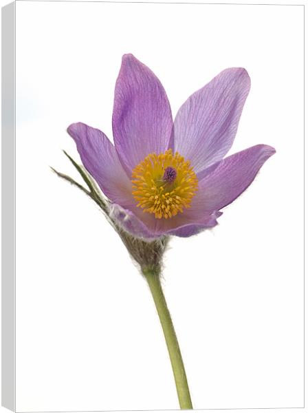 Pasque Flower isolated Canvas Print by Diana Mower