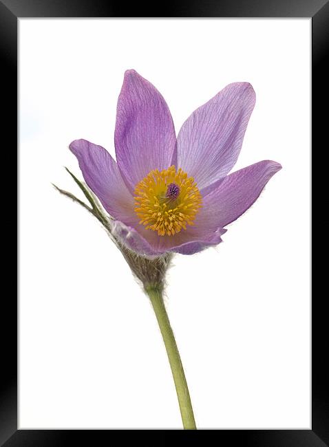 Pasque Flower isolated Framed Print by Diana Mower
