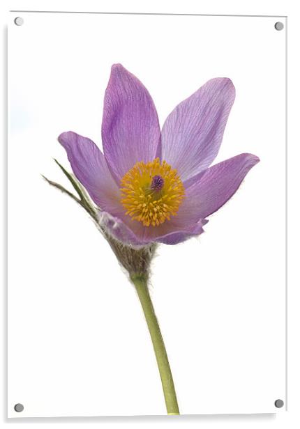 Pasque Flower isolated Acrylic by Diana Mower