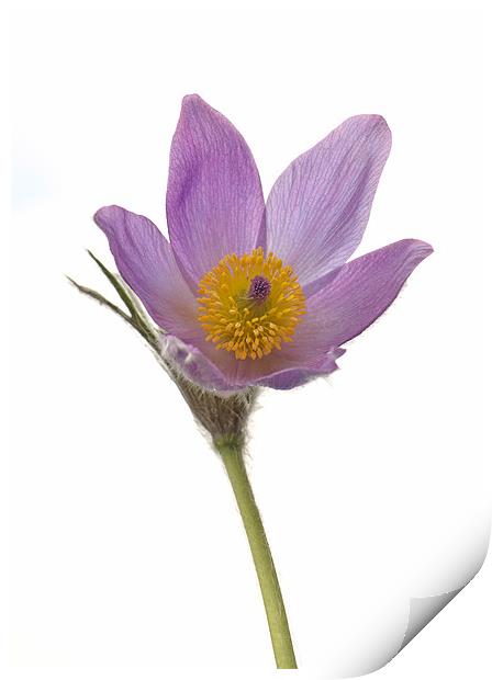 Pasque Flower isolated Print by Diana Mower