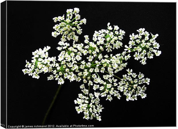 White Flower Umbels - 2 Canvas Print by james richmond