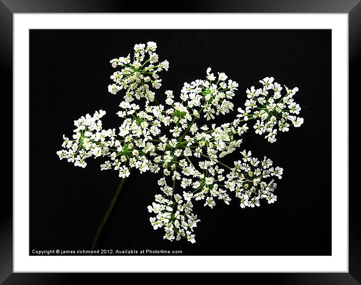 White Flower Umbels - 2 Framed Mounted Print by james richmond