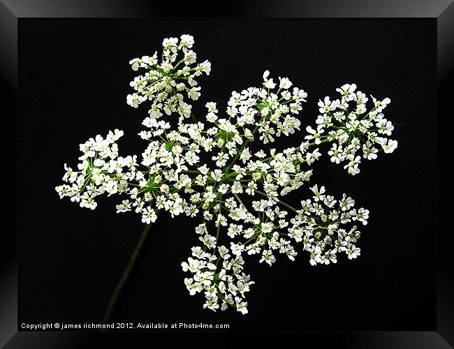 White Flower Umbels - 2 Framed Print by james richmond