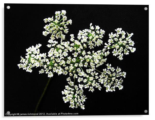 White Flower Umbels - 2 Acrylic by james richmond