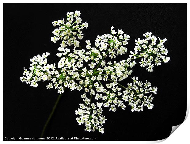 White Flower Umbels - 2 Print by james richmond
