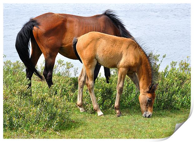 New Forest Ponies Hampshire Print by Diana Mower