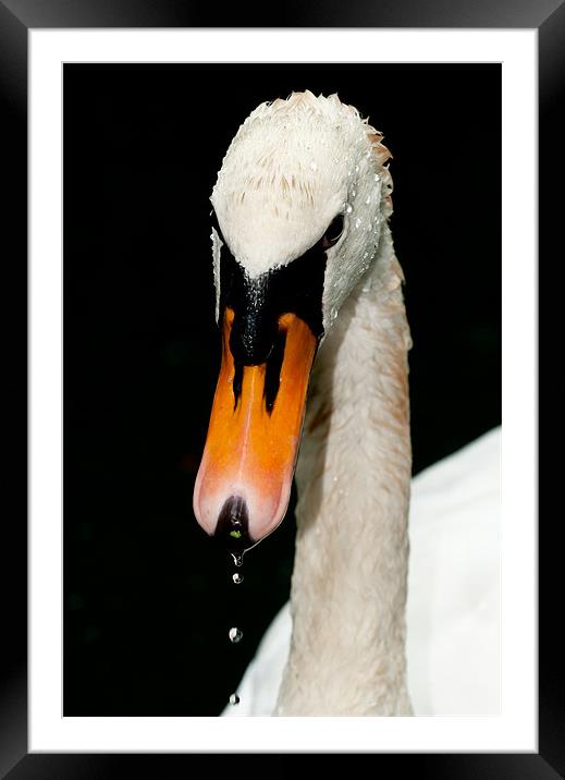 White Swan Framed Mounted Print by Tom Jullings