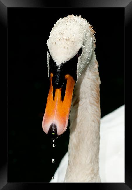 White Swan Framed Print by Tom Jullings