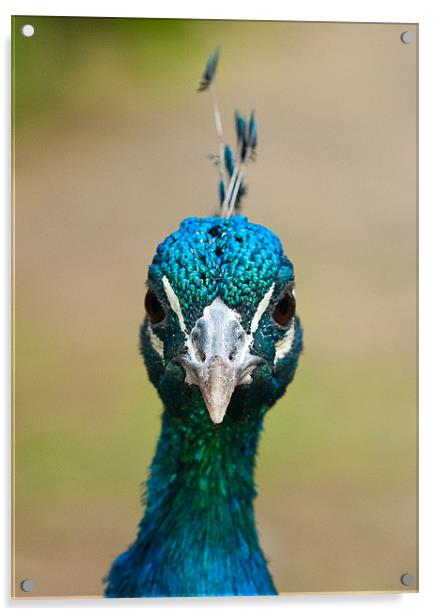 Peacock Portrait Acrylic by Tom Jullings