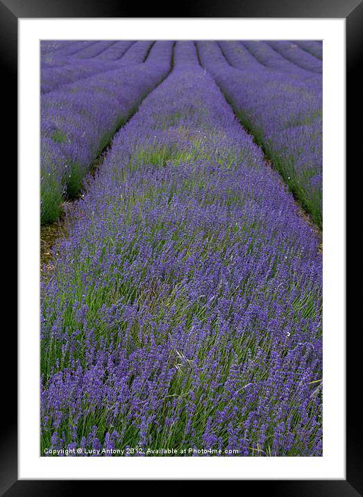 Lines of Lavender Framed Mounted Print by Lucy Antony