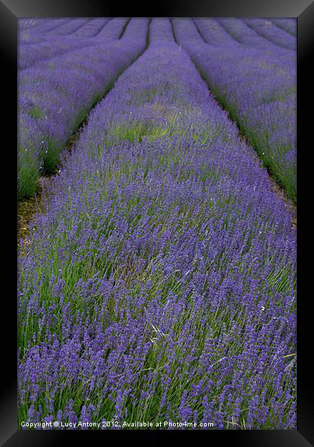 Lines of Lavender Framed Print by Lucy Antony