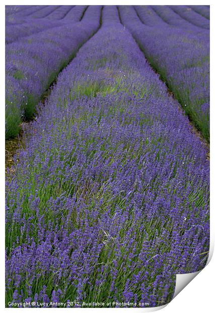 Lines of Lavender Print by Lucy Antony