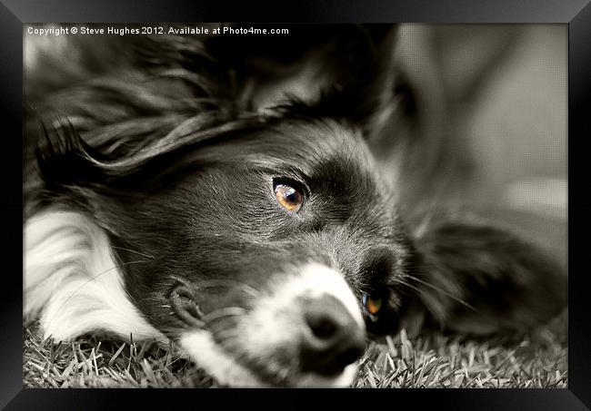 Loveable Rescued Border Collie dog Framed Print by Steve Hughes