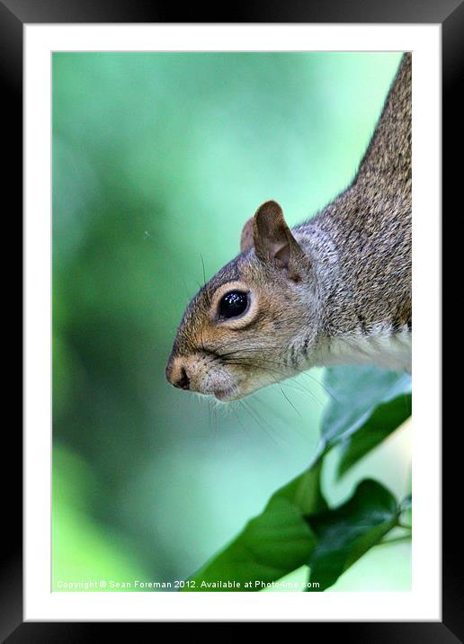 Inquisitive Squirrel 2 Framed Mounted Print by Sean Foreman