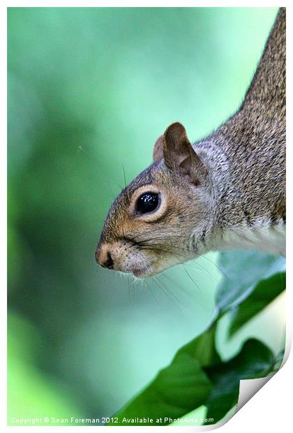 Inquisitive Squirrel 2 Print by Sean Foreman