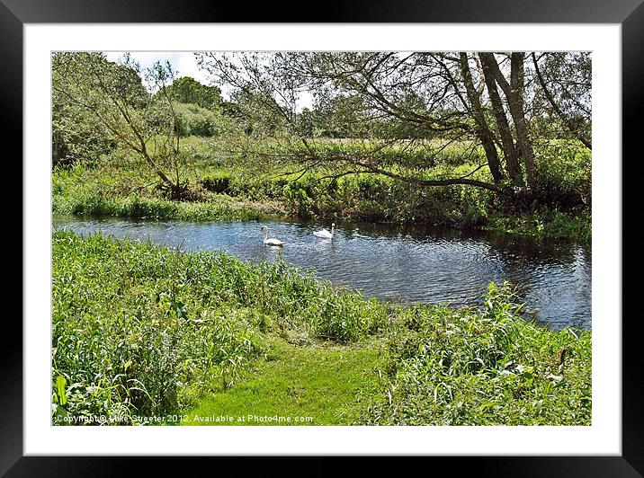 Swans on the Stour Framed Mounted Print by Mike Streeter