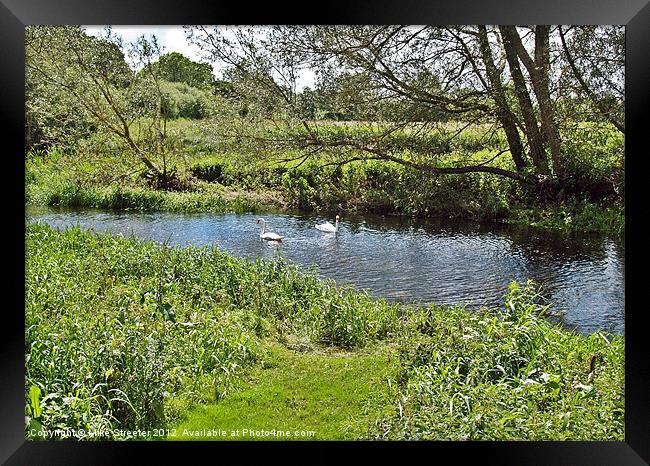 Swans on the Stour Framed Print by Mike Streeter