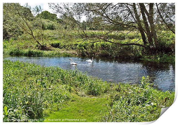 Swans on the Stour Print by Mike Streeter