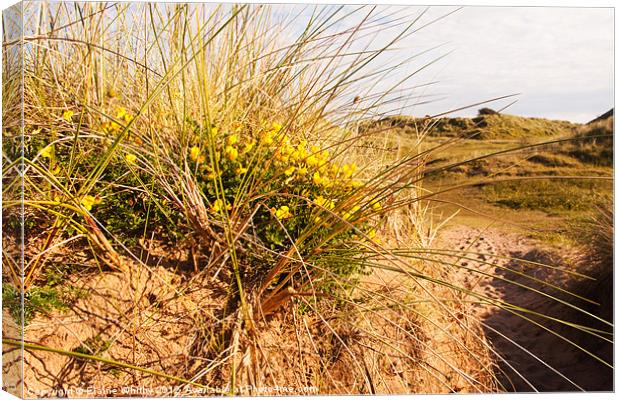 Wild Flowers on the Dunes Canvas Print by Elaine Whitby