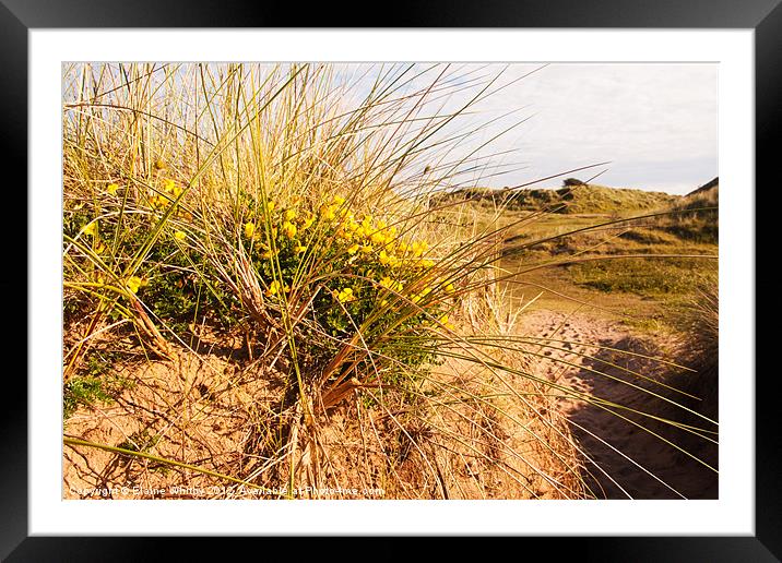 Wild Flowers on the Dunes Framed Mounted Print by Elaine Whitby