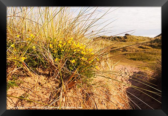 Wild Flowers on the Dunes Framed Print by Elaine Whitby
