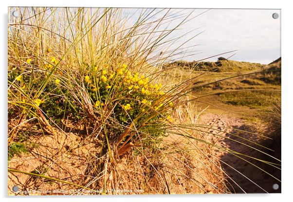 Wild Flowers on the Dunes Acrylic by Elaine Whitby