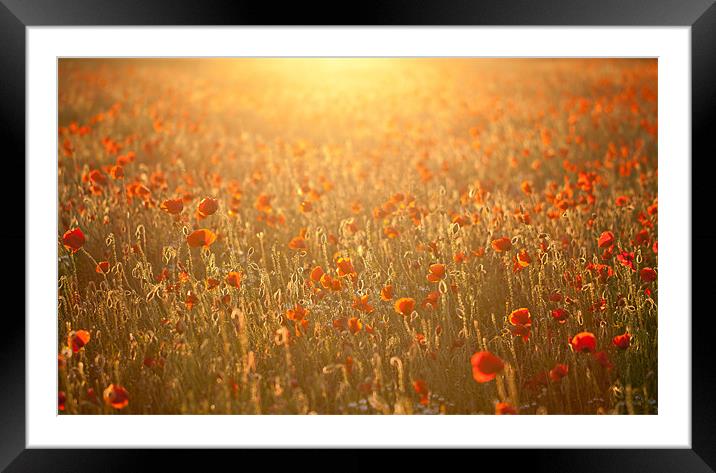 Poppy field sunset Framed Mounted Print by Junwei Chu