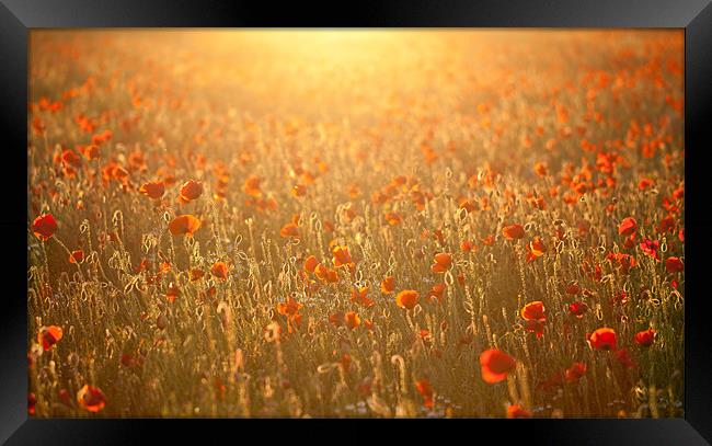 Poppy field sunset Framed Print by Junwei Chu