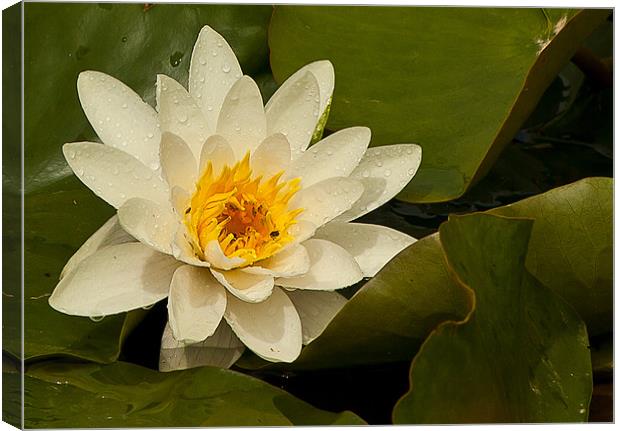 WET WATER LILY Canvas Print by Matthew Burniston