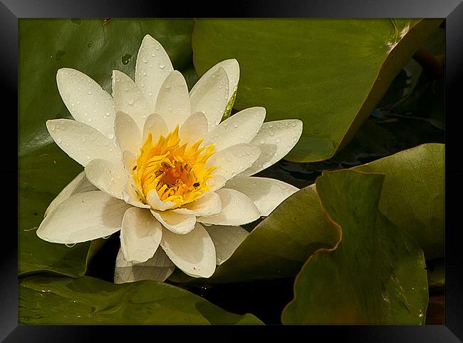 WET WATER LILY Framed Print by Matthew Burniston