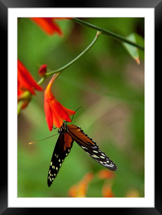 Monarch Butterly Framed Mounted Print by Catherine Joll