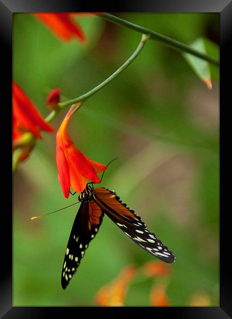 Monarch Butterly Framed Print by Catherine Joll